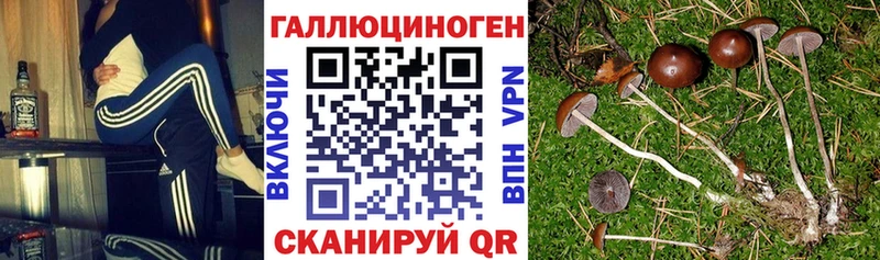 наркотики  Кинешма  Галлюциногенные грибы MAGIC MUSHROOMS 